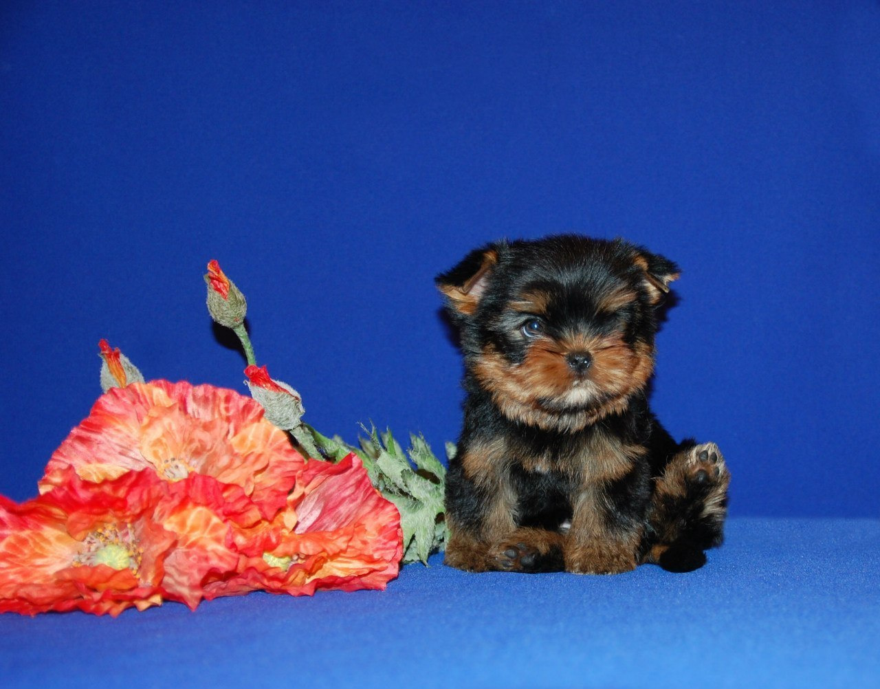 Дэнстайл Хуч. Питомник Йоркширских терьеров Дэнстайл в Санкт-Петербурге заводчик Тих