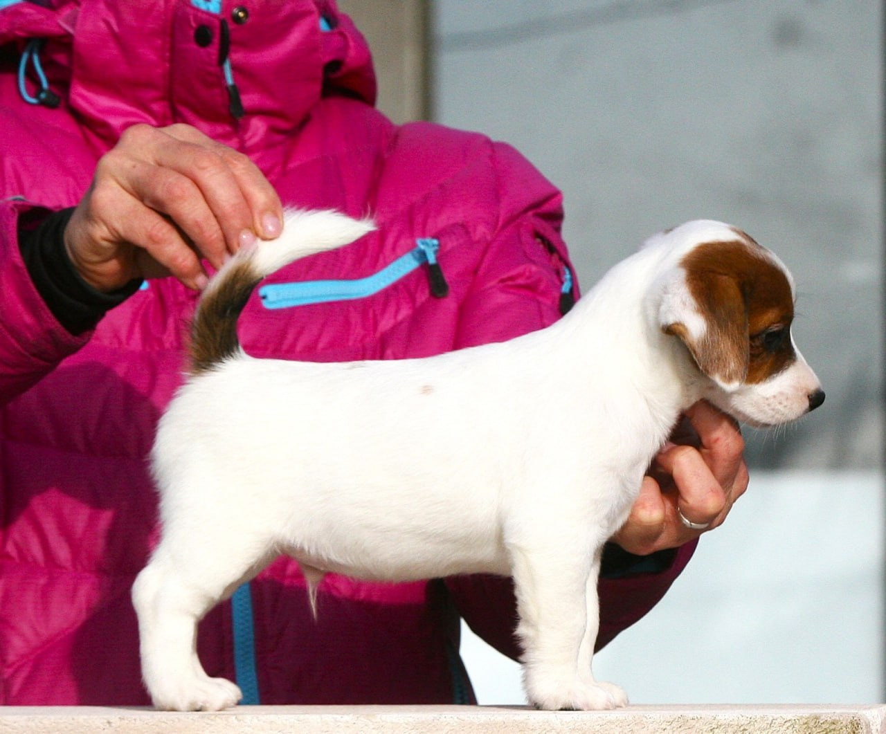 LITTER «D» 11.11.2025. Lovely-Orange питомник джек рассел терьеров