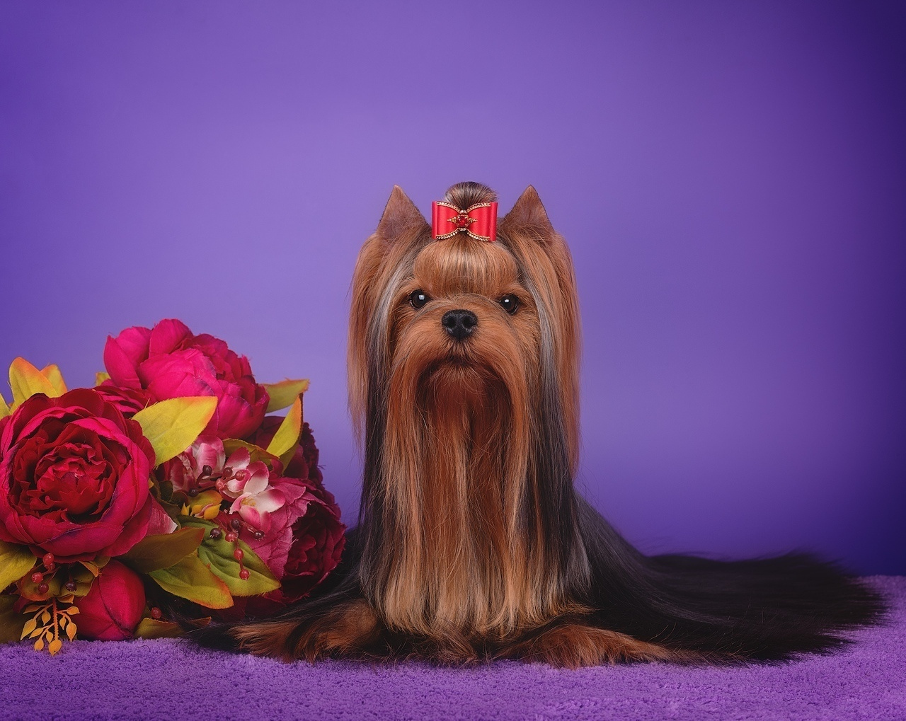 JEWEL STRlBRNE PRANI. Питомник Йоркширских терьеров Дэнстайл в Санкт-Петербурге заводчик Тих