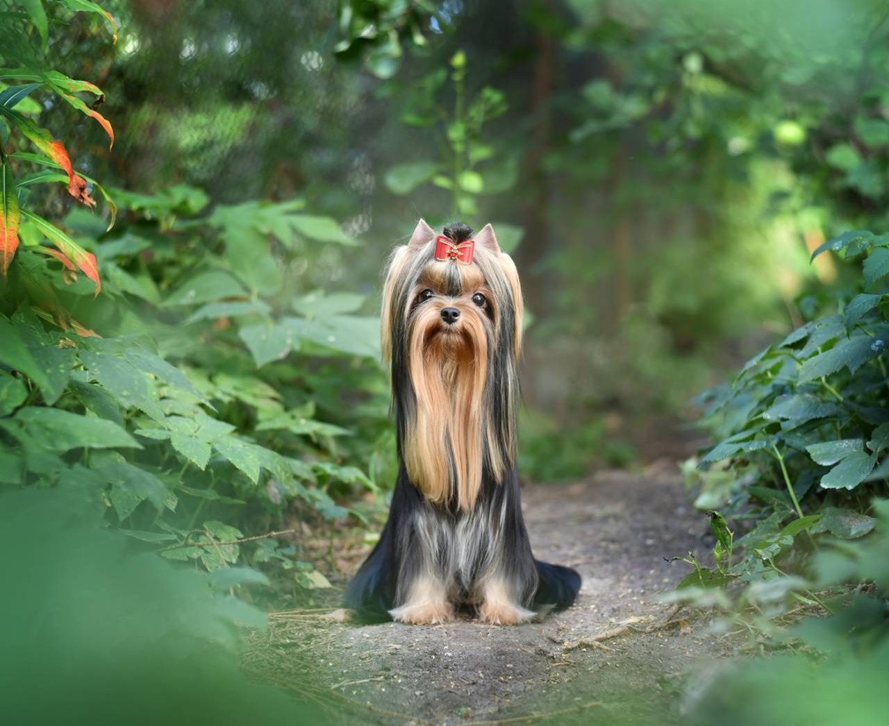ДЭНСТАЙЛ МИЛИАННА. Питомник Йоркширских терьеров Дэнстайл в Санкт-Петербурге заводчик Тих