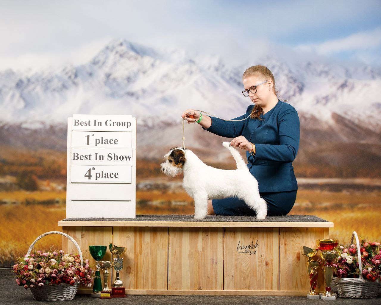 LITTER «W» 26.09.2025. Lovely-Orange питомник джек рассел терьеров