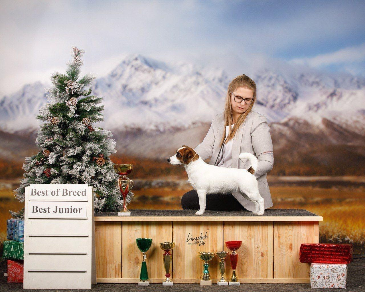 LITTER «B» 03.10.2025. Lovely-Orange питомник джек рассел терьеров