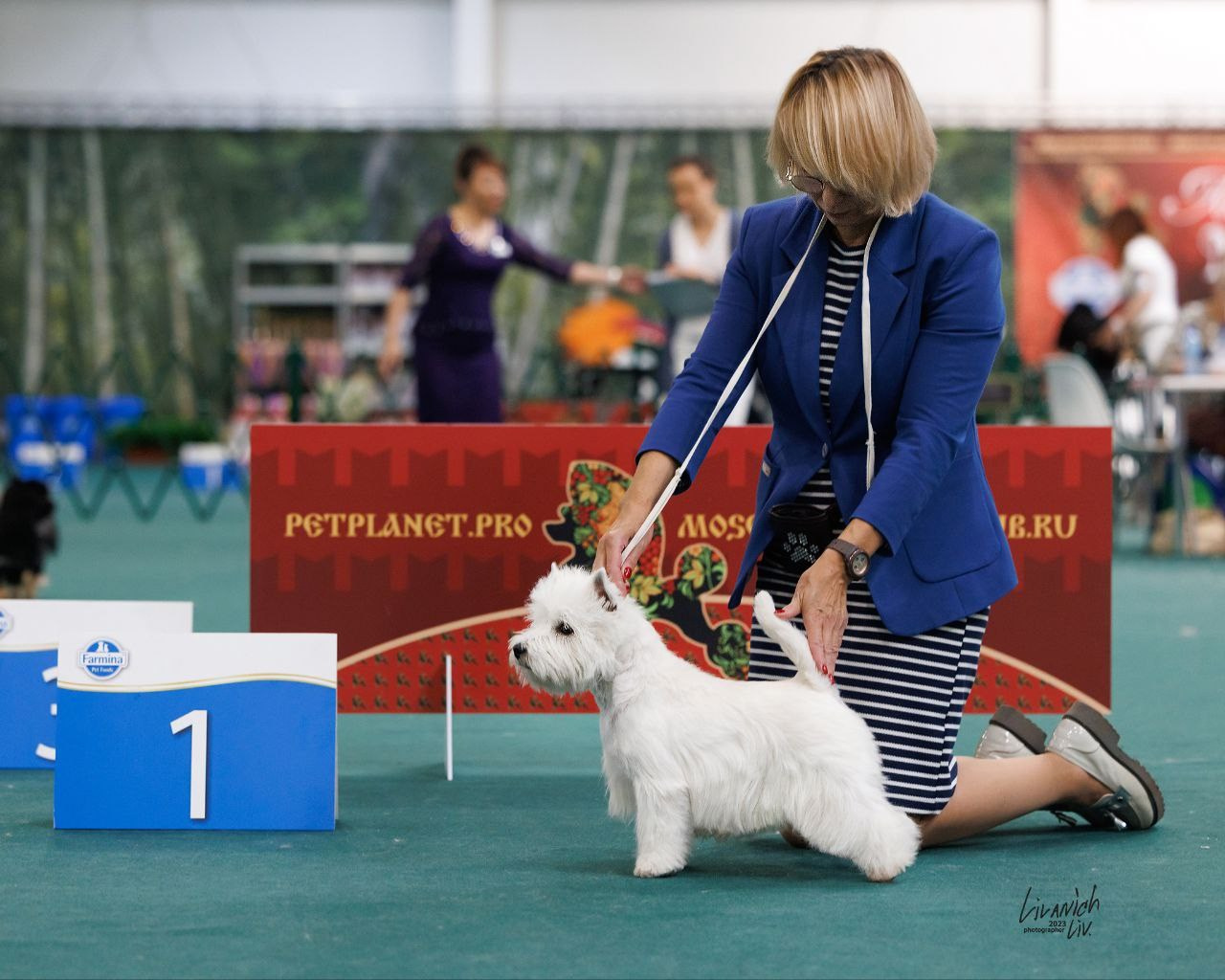 Национальная выставка всех пород САС/Чемпион РКФ «КУБОК ЛИДЕРА 2023». Питомник собак породы вест хайленд вайт терьер в Москве
