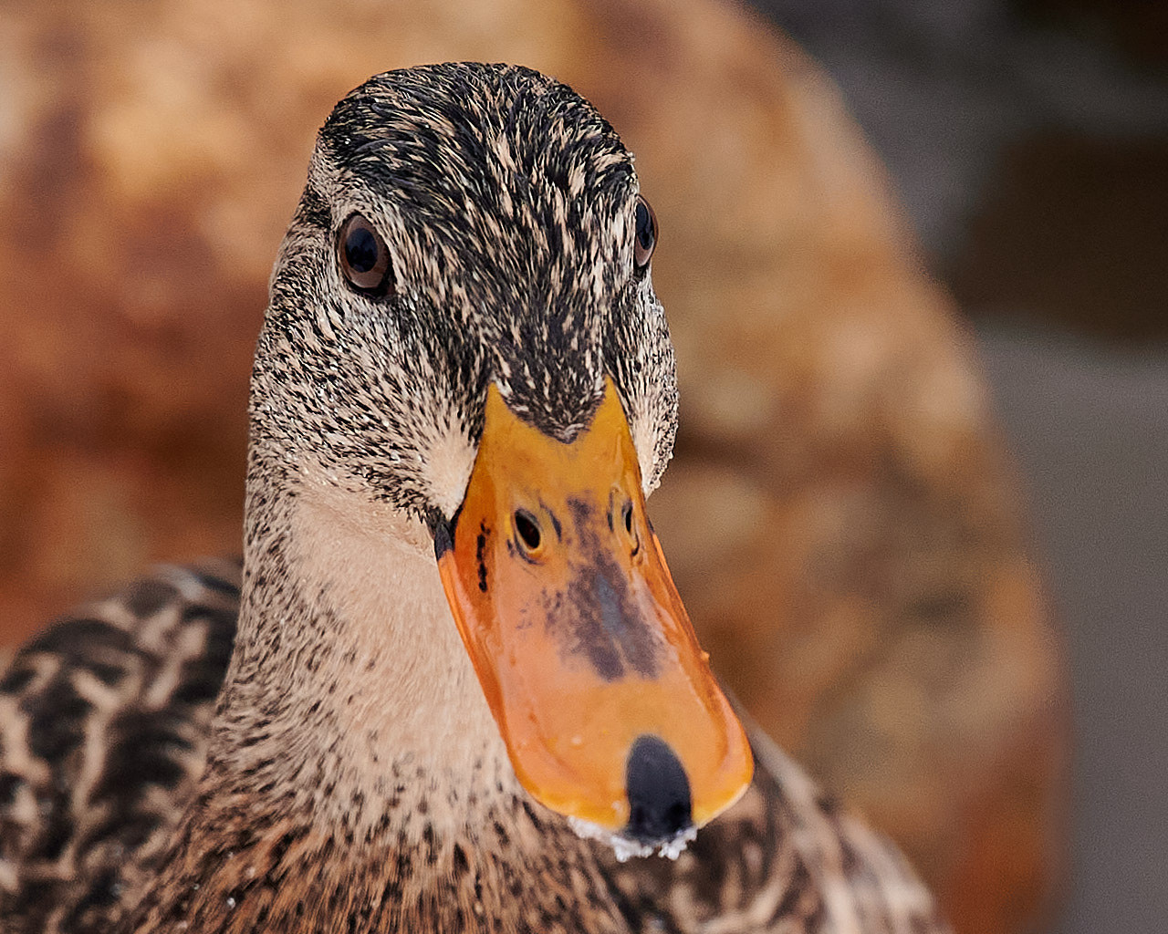 Nikkor Z 24-70 f/4 S как объектив для путешествий. Флористическая, интерьерная и портретная съемка в Москве и Европе