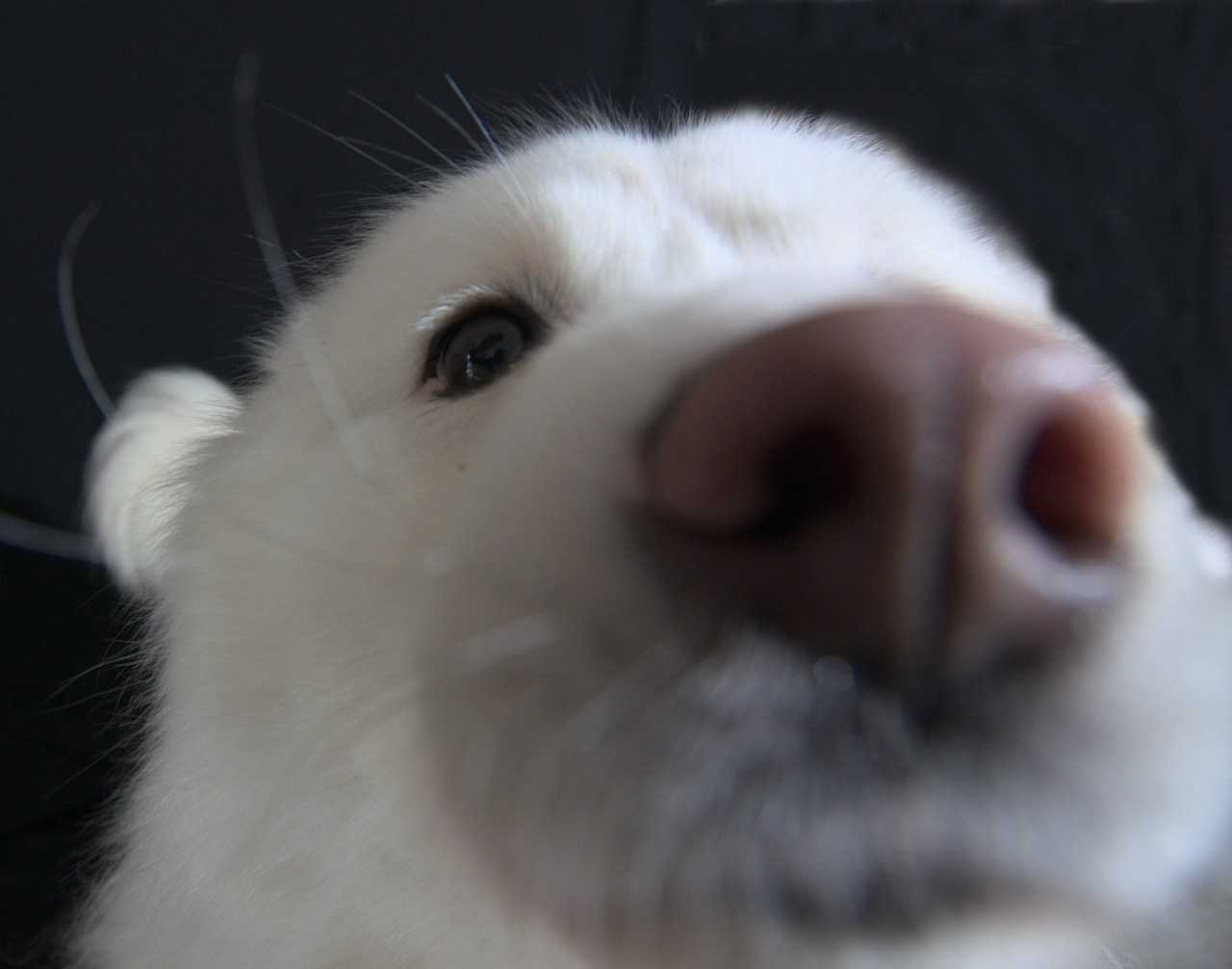 Фотография якутская лайка