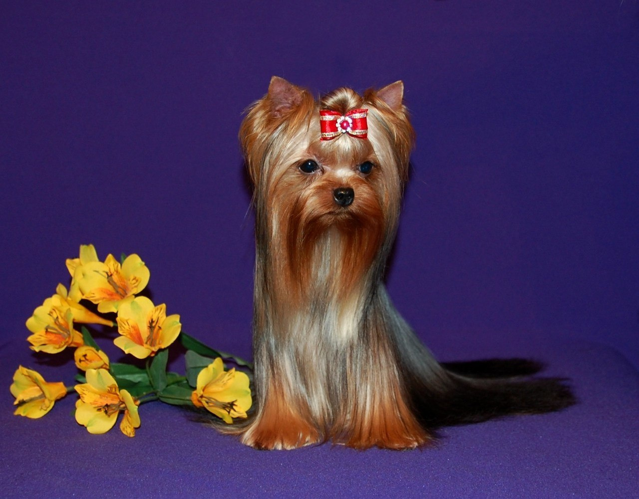 Дэнстайл Юрмала. Питомник Йоркширских терьеров Дэнстайл в Санкт-Петербурге заводчик Тих