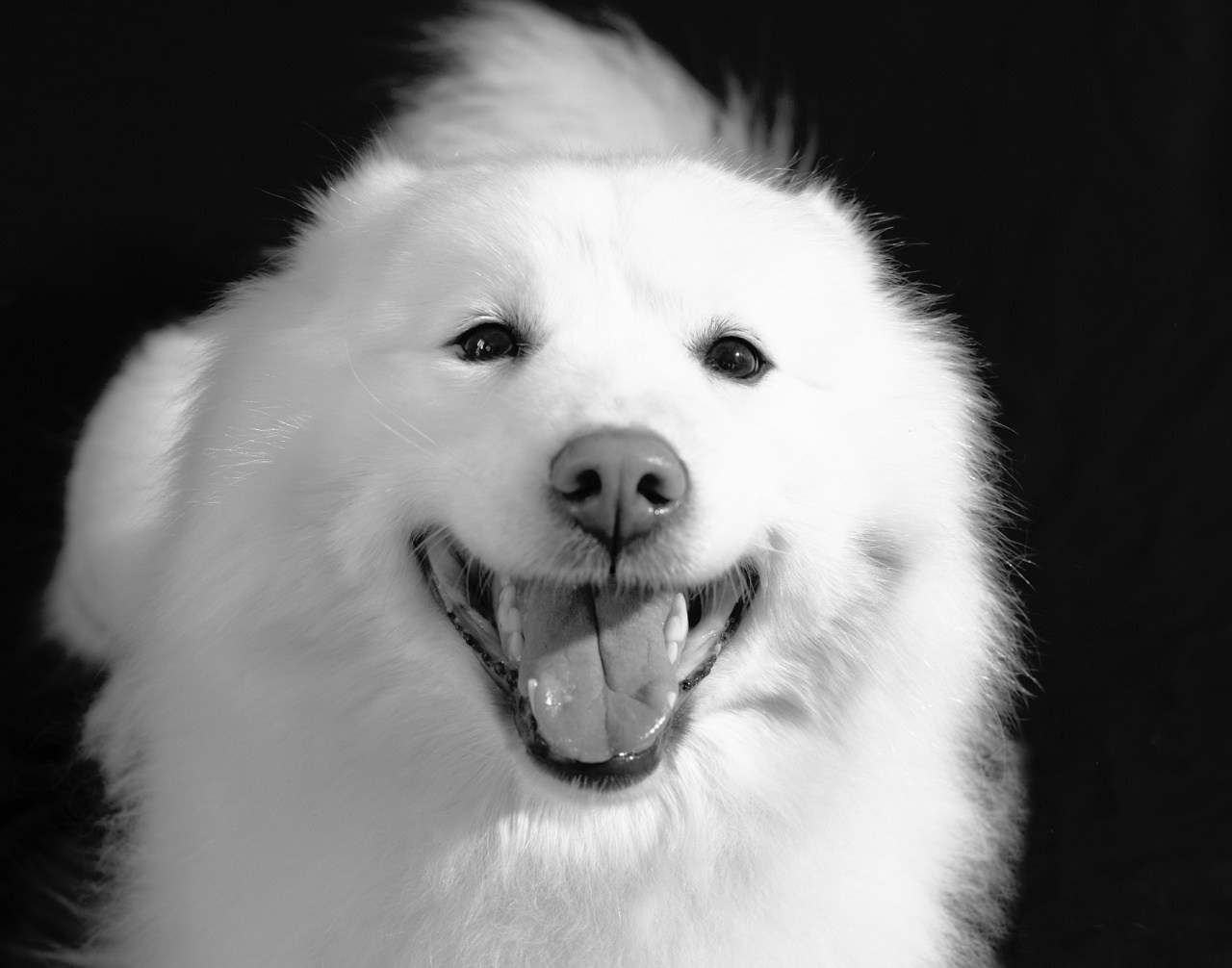 Коротко об Якутской лайки. Фотограф анималист, пейзажист, спортивные мероприятия. Новосибирск