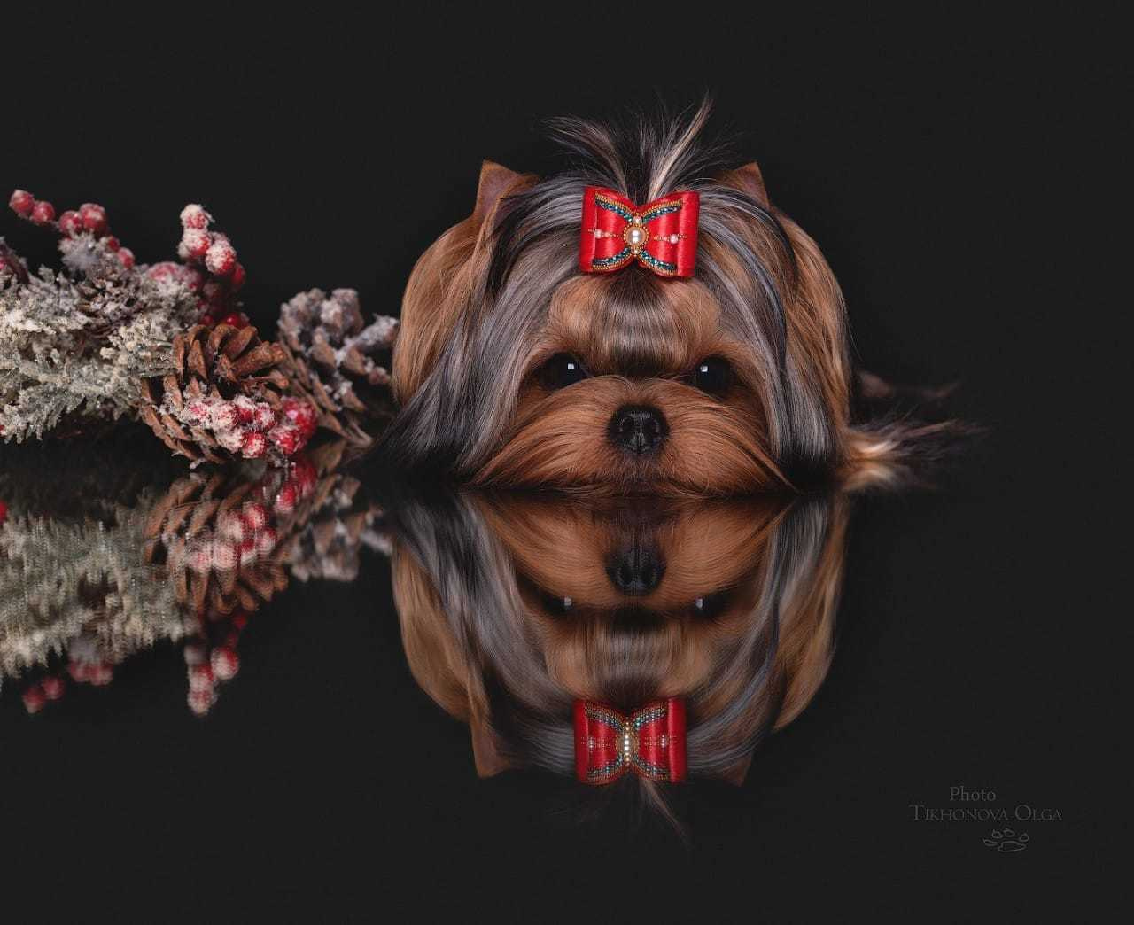 МИТТЭН СКАЙ ЗОИ САЛДАНА. Питомник Йоркширских терьеров Дэнстайл в Санкт-Петербурге заводчик Тих