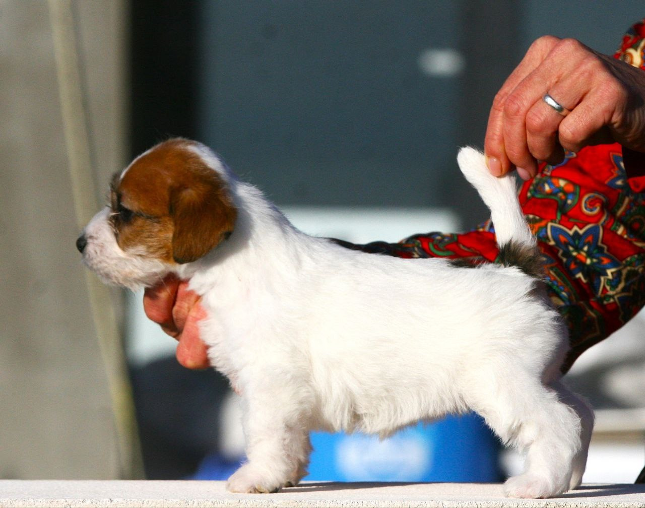 LITTER «С» 07.11.2025. Lovely-Orange питомник джек рассел терьеров