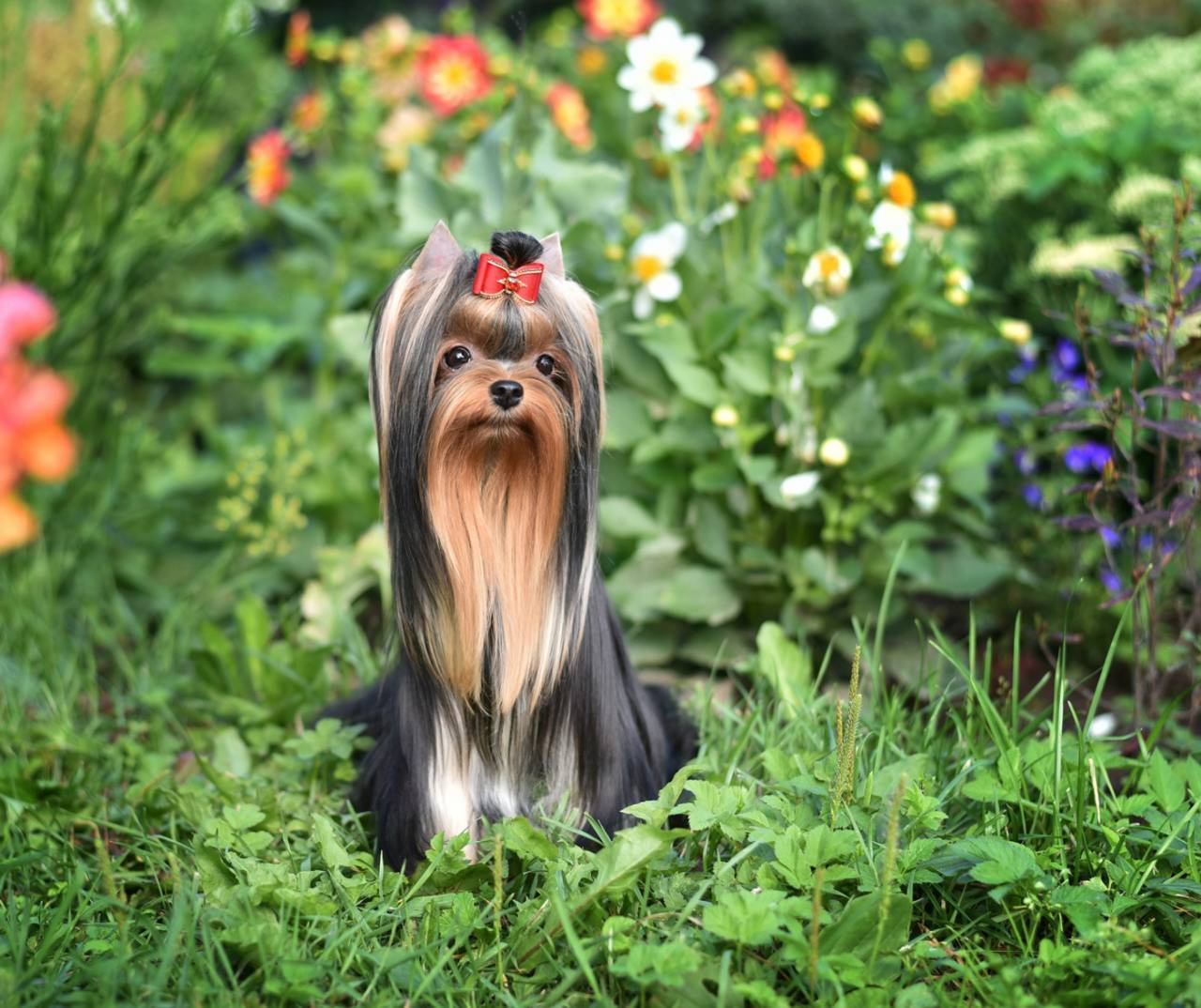 ДЭНСТАЙЛ МИЛИАННА. Питомник Йоркширских терьеров Дэнстайл в Санкт-Петербурге заводчик Тих