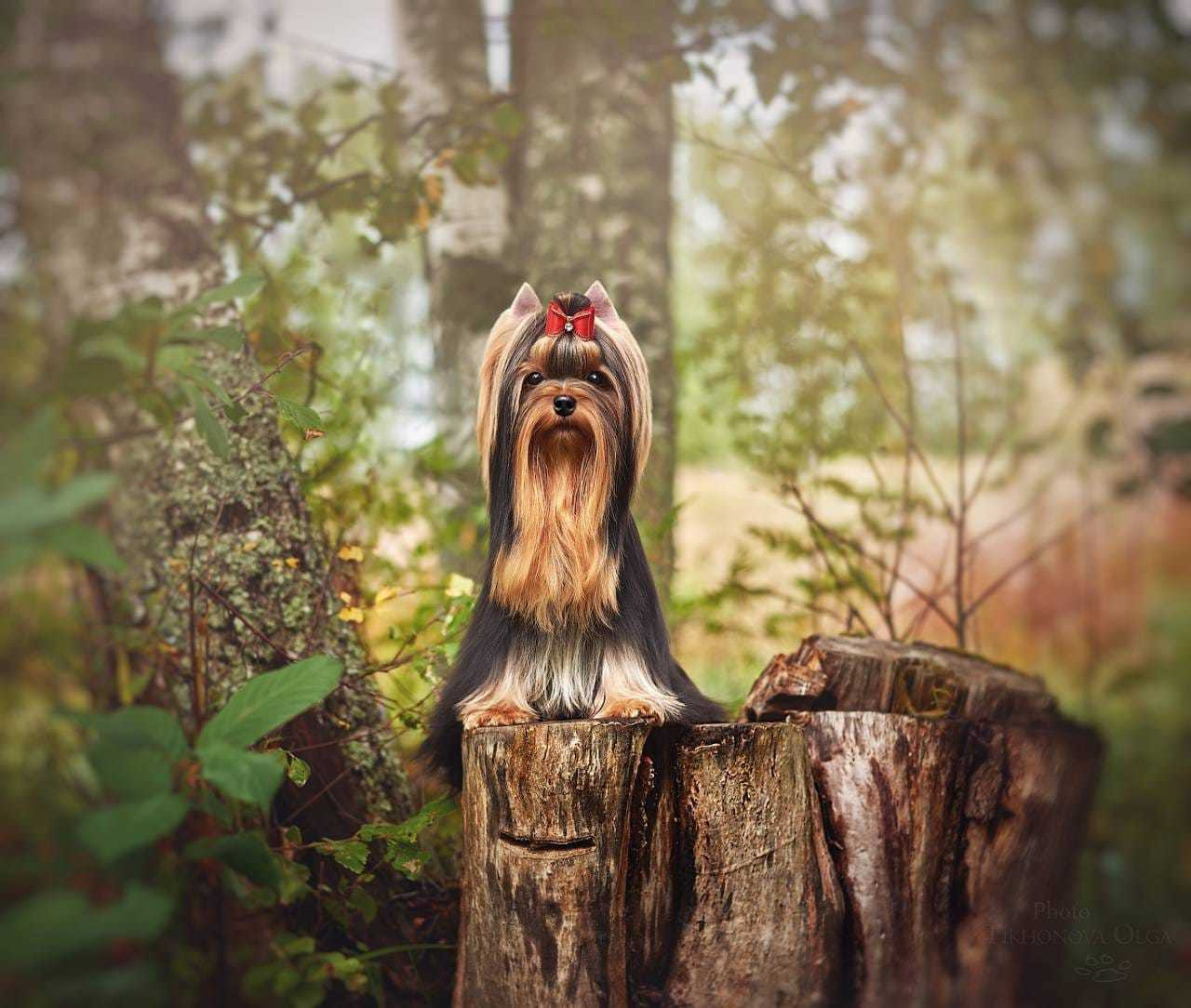 ДЭНСТАЙЛ МАСЯНЯ. Питомник Йоркширских терьеров Дэнстайл в Санкт-Петербурге заводчик Тих