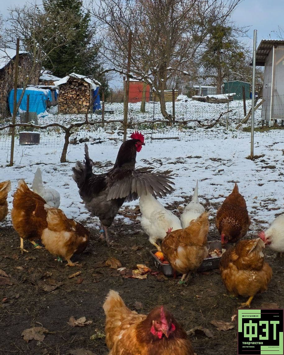 Альбом 23.11.25. ФЭТ