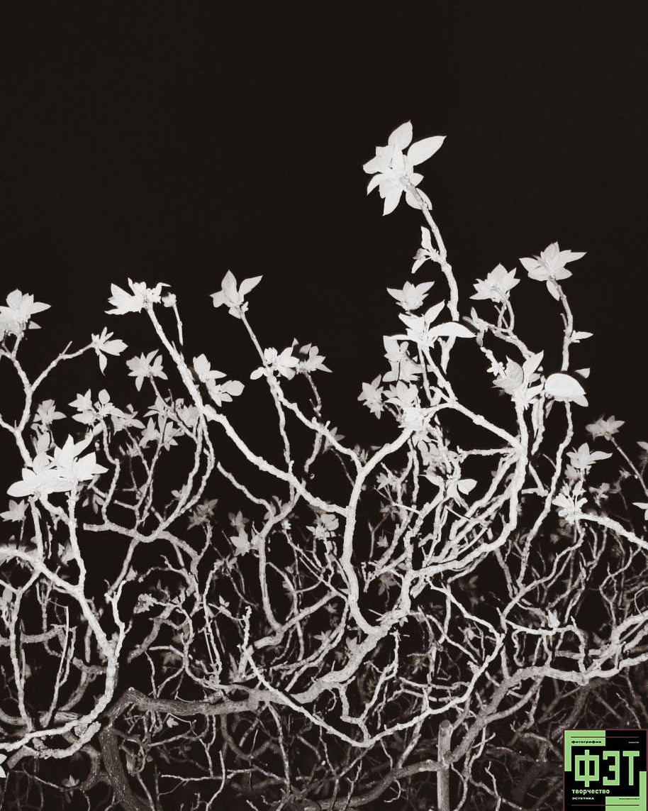 Альбом 15.02.26 в рамках ФЭТ