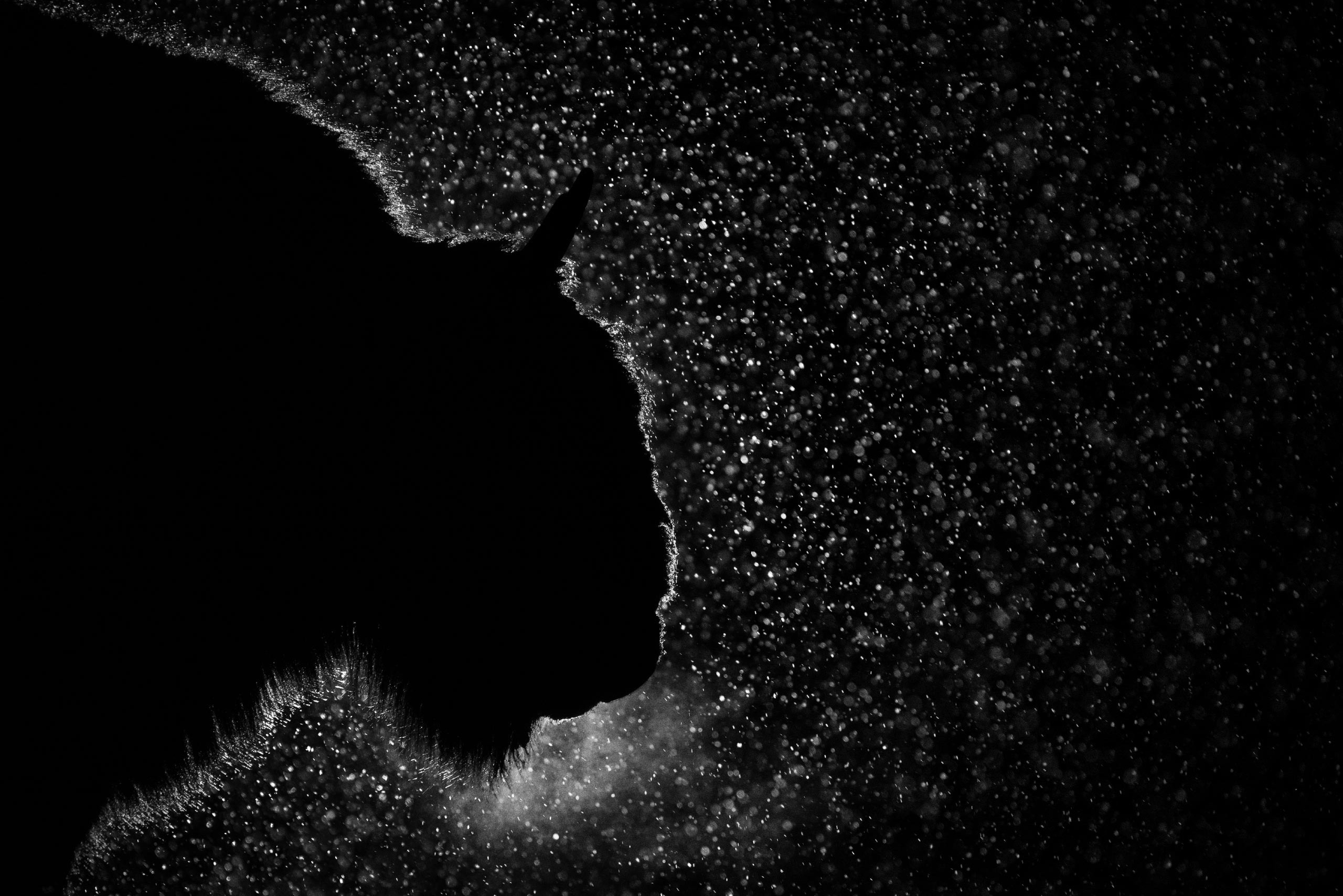 фототуры, фототур, экспедиция, животные, приключение, путешествие, поездка, туры выходного дня, туры по России, фототуры по России, дикая природа, зубры, Калужские засеки