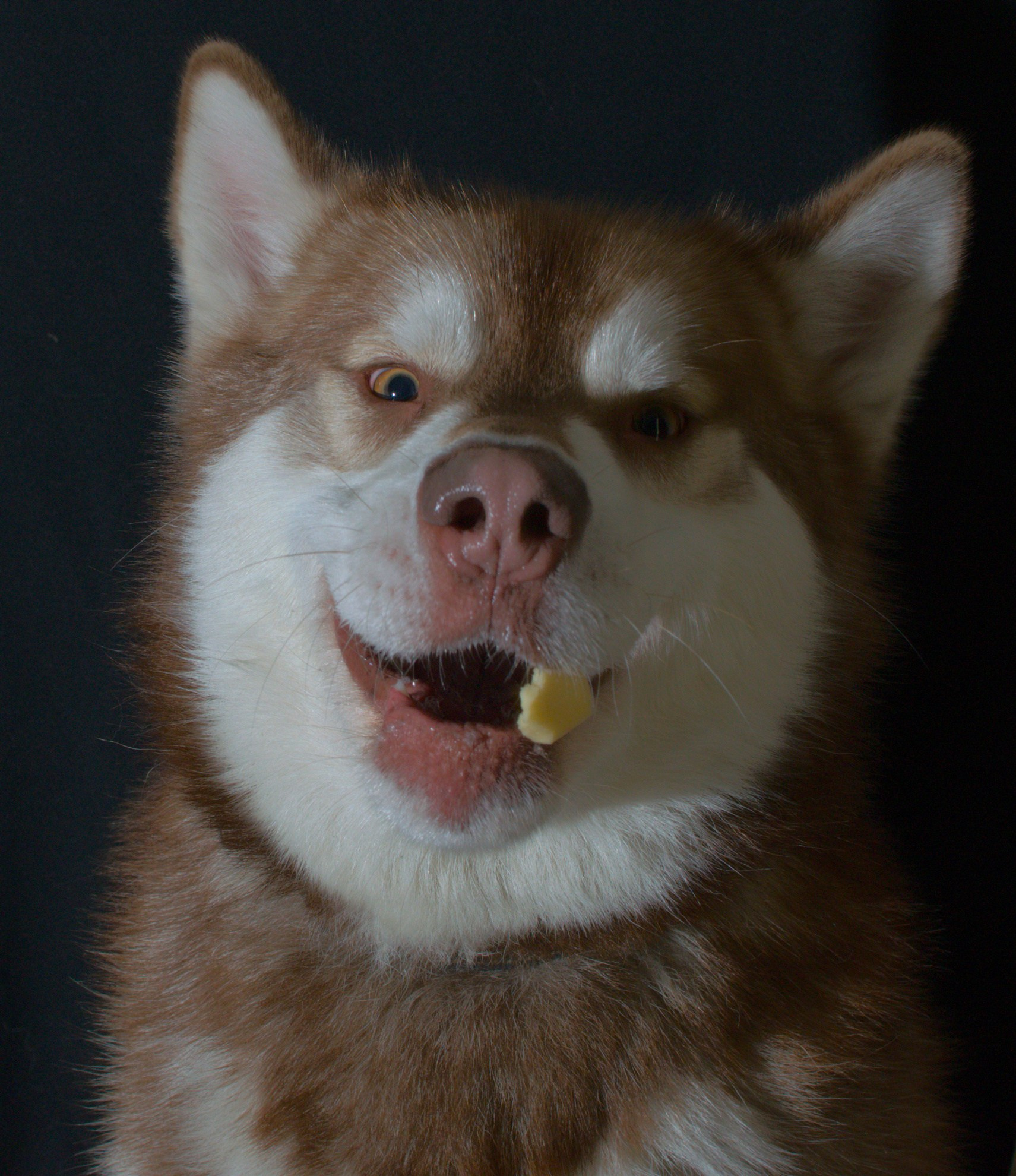 Коротко о породе Аляскинский Маламут. Фотограф анималист, пейзажист, спортивные мероприятия. Новосибирск