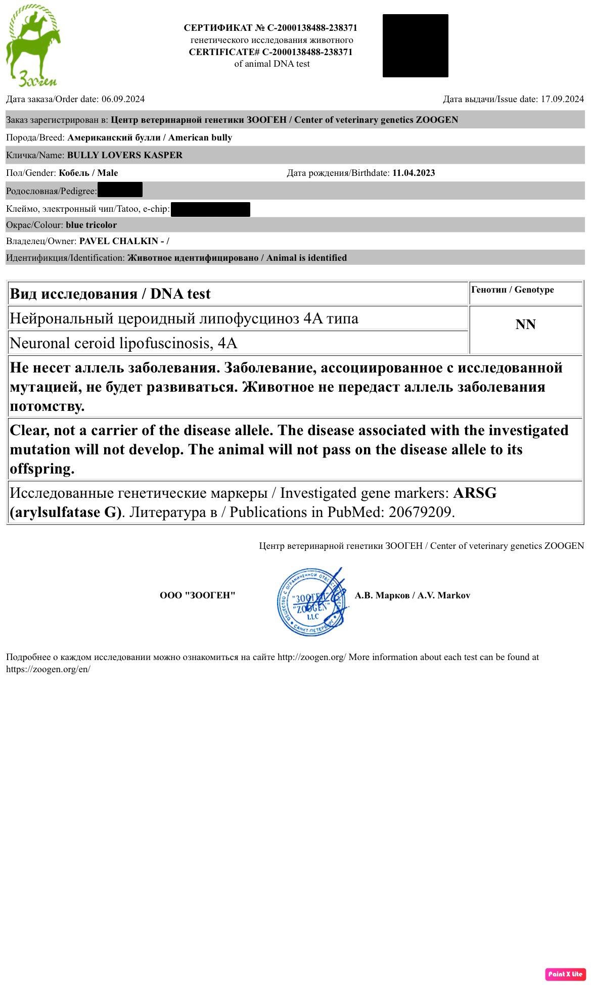 продажа щенков Американского булли в Волгограде