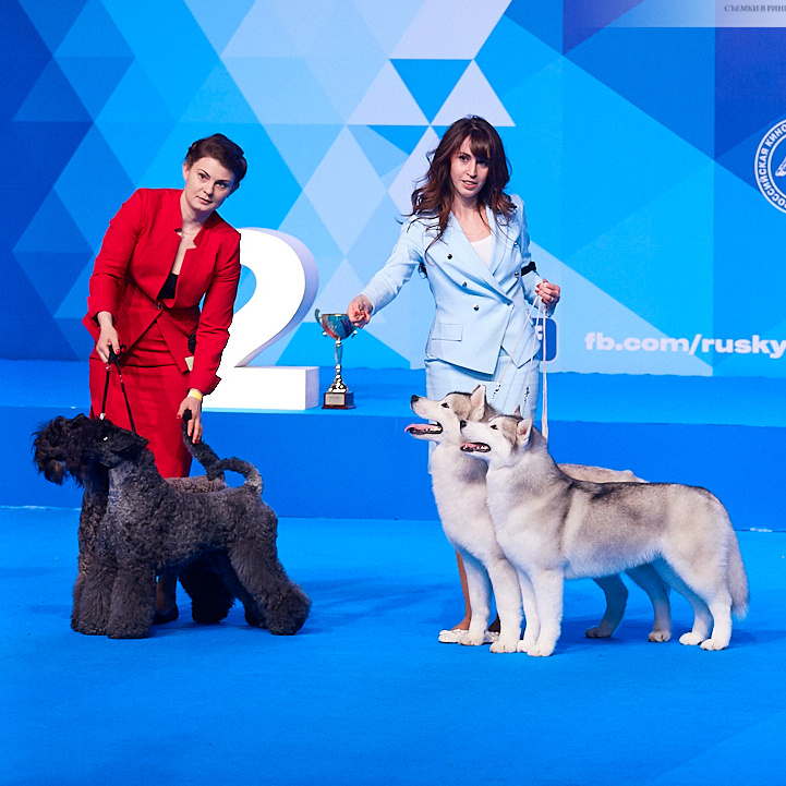 ФОТО ВЫСТАВКИ. ФОТОГРАФ-АНИМАЛИСТ l LANA POLYAKOVA