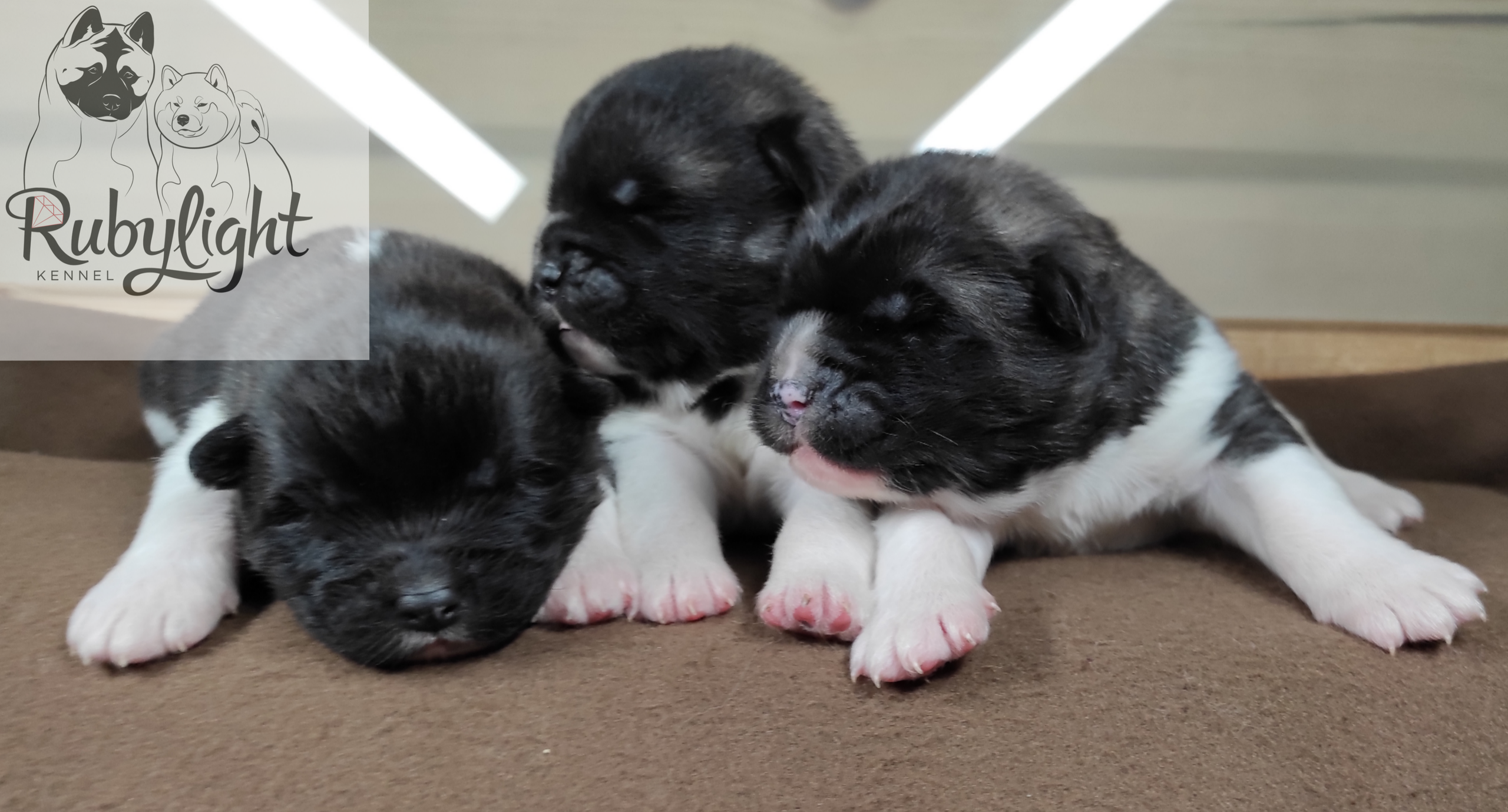 AMERICAN AKITA RUBYLIGHT KENNEL I SHIBA-INU