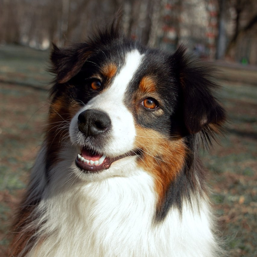 Наши собаки. BLGKV питомник собак