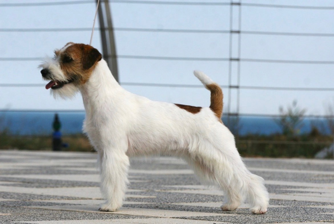 LITTER «N» 07.01.2026. Lovely-Orange питомник джек рассел терьеров