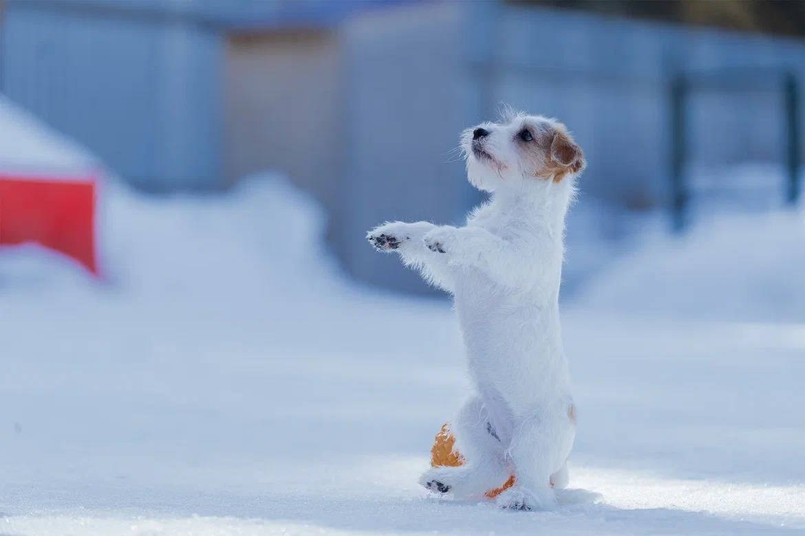 LITTER «M» 11.12.2025. Lovely Orange kennel Jack Russell Terrier FCI/RKF