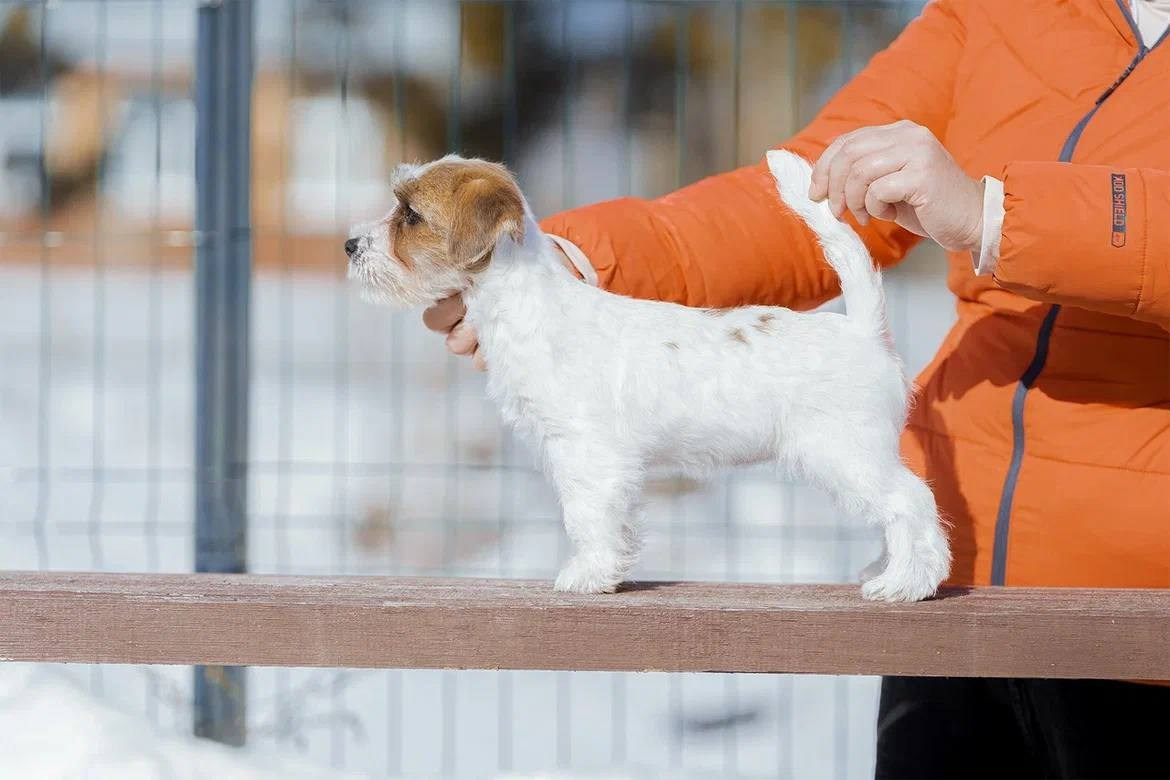 LITTER «M» 11.12.2025. Lovely Orange kennel Jack Russell Terrier FCI/RKF