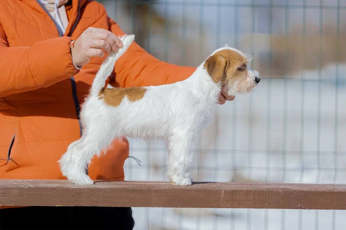 LITTER «M» 11.12.2025. Lovely Orange kennel Jack Russell Terrier FCI/RKF