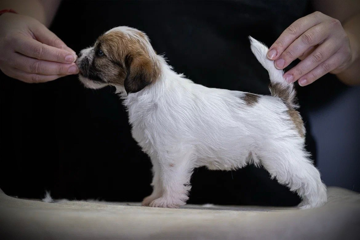 LITTER «M» 11.12.2025. Lovely-Orange питомник джек рассел терьеров