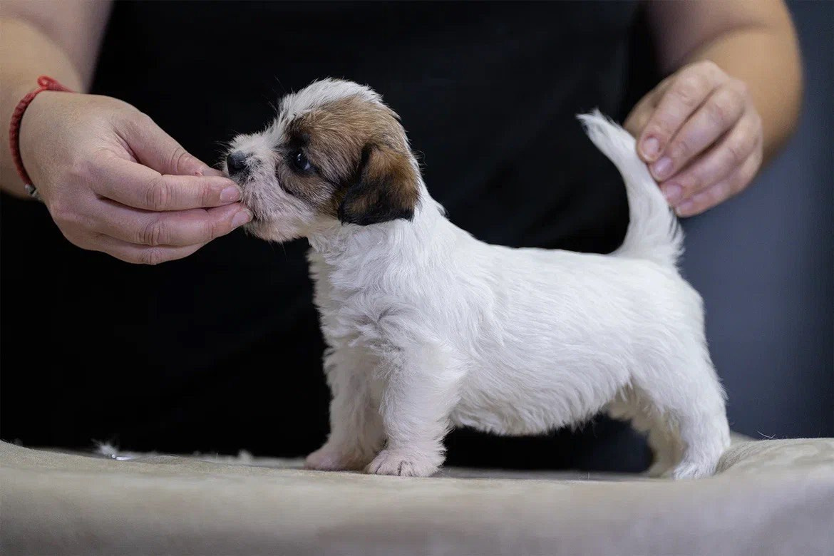 LITTER «M» 11.12.2025. Lovely-Orange питомник джек рассел терьеров