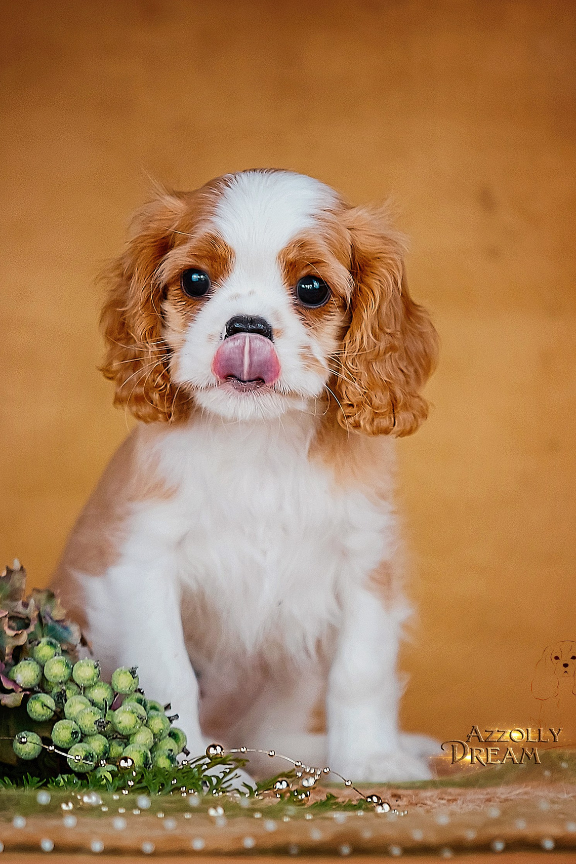 Питомник кавалер кинг чарльз спаниелей