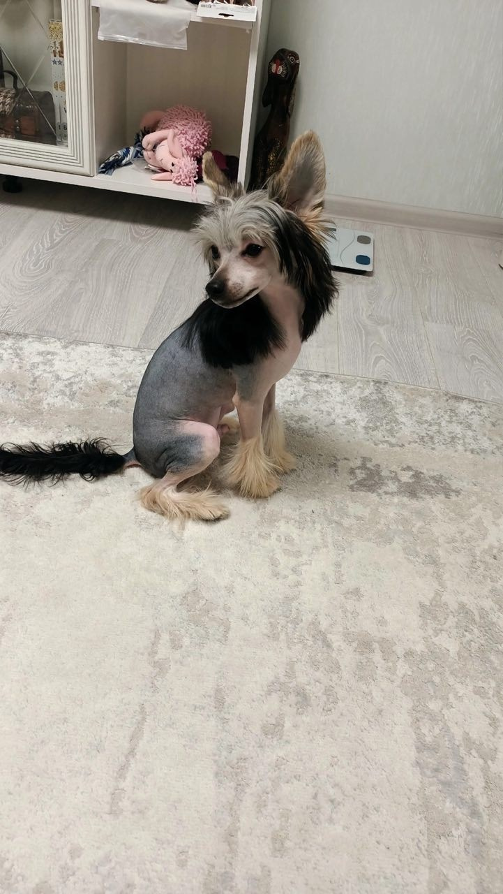 Franklin sent his regards!. Poale Ell Chinese Crested Dog Kennel: Buy a puppy from the kennel