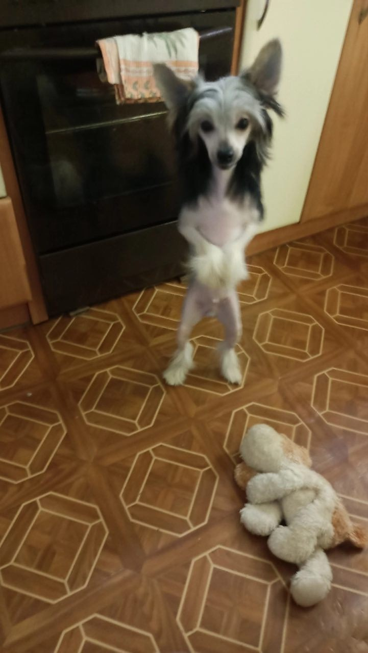 Franklin sent his regards!. Poale Ell Chinese Crested Dog Kennel: Buy a puppy from the kennel