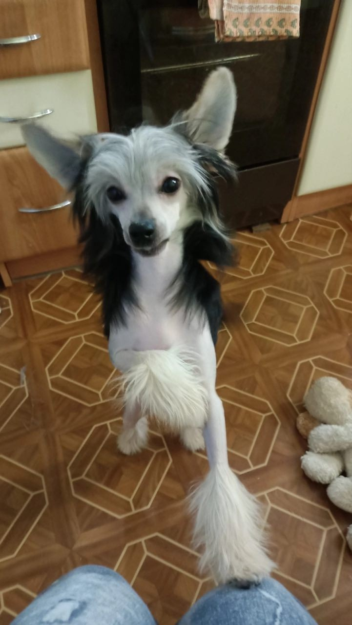 Franklin sent his regards!. Poale Ell Chinese Crested Dog Kennel: Buy a puppy from the kennel