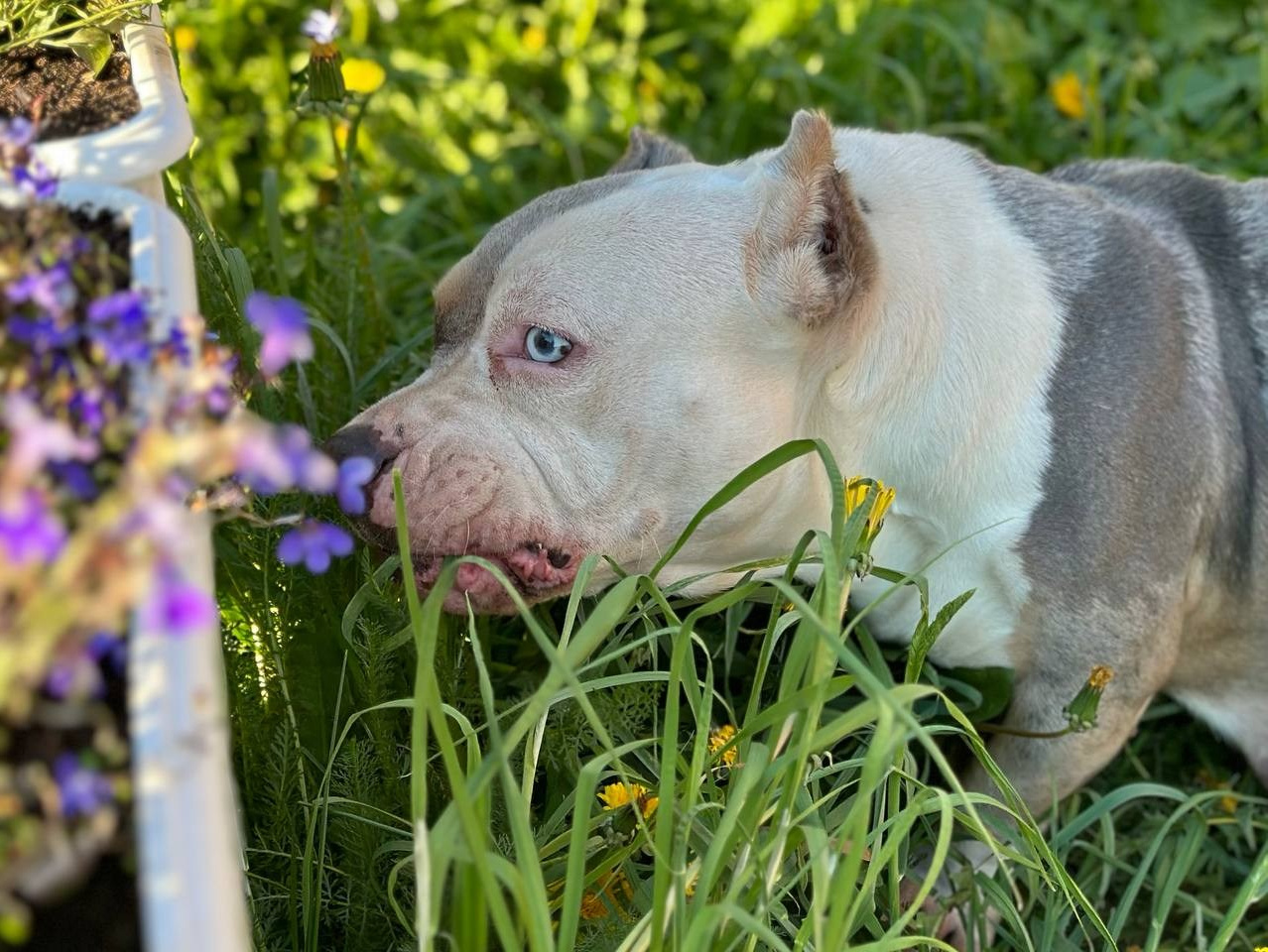 О нас. Питомник американских булли Bounty Pride Bully