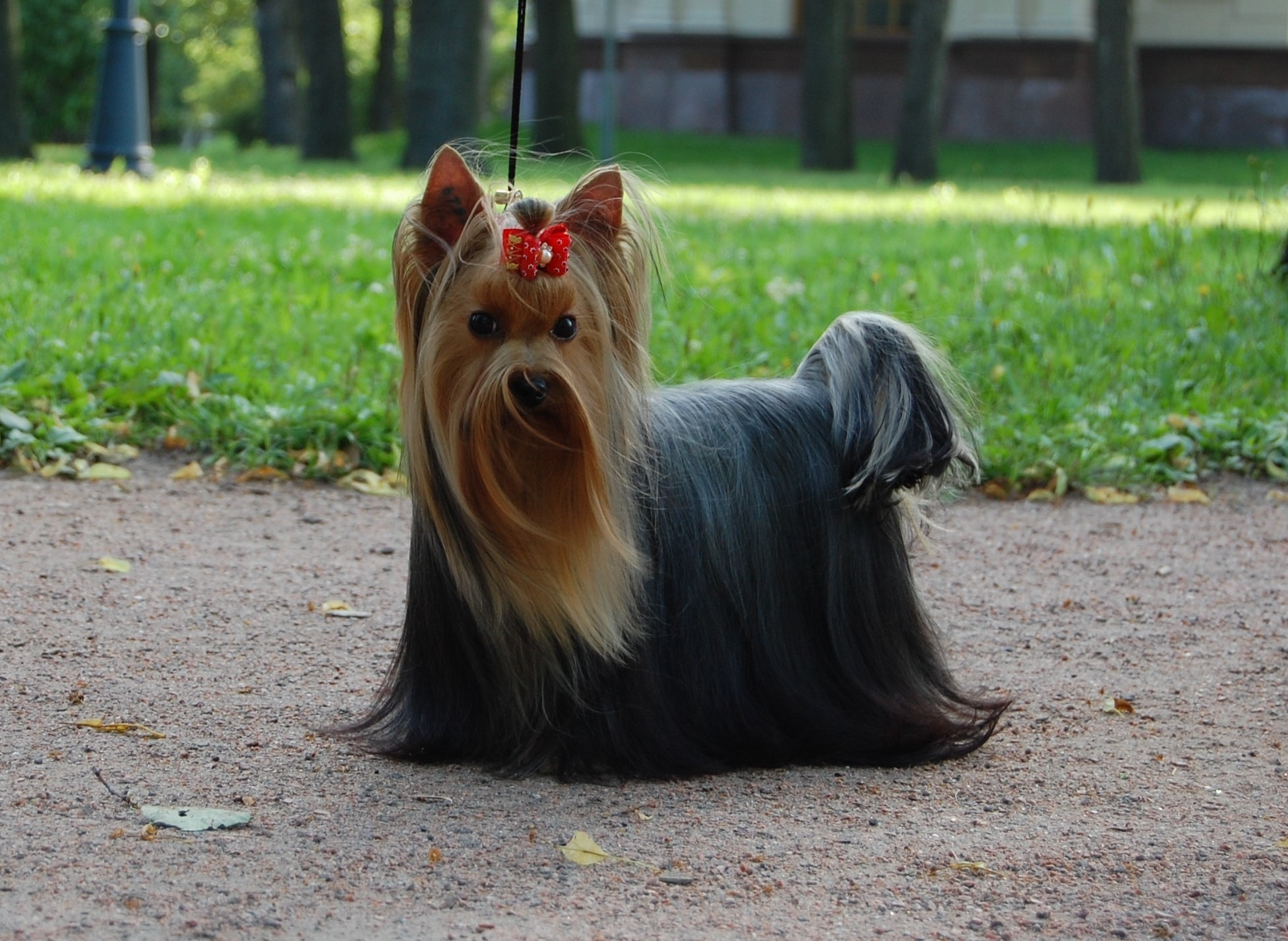 Endless Love Stribrne Prani. Питомник Йоркширских терьеров Дэнстайл в Санкт-Петербурге заводчик Тих