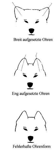 О ПОРОДЕ СИБА-ИНУ. SHIOMARU Питомник сиба и акита-ину