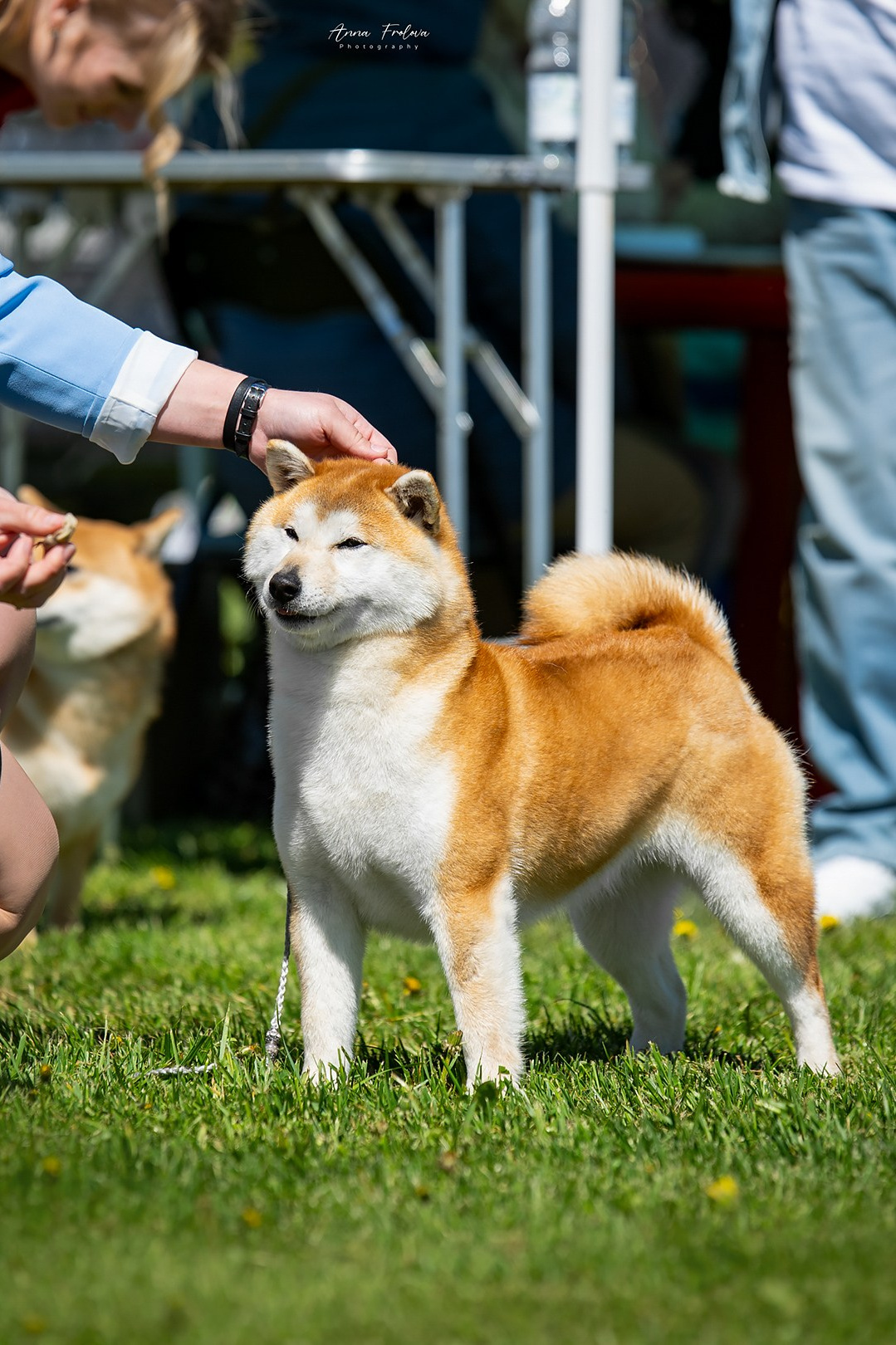 FEMALES. SHIOMARU Shiba and Akita Inu Kennel