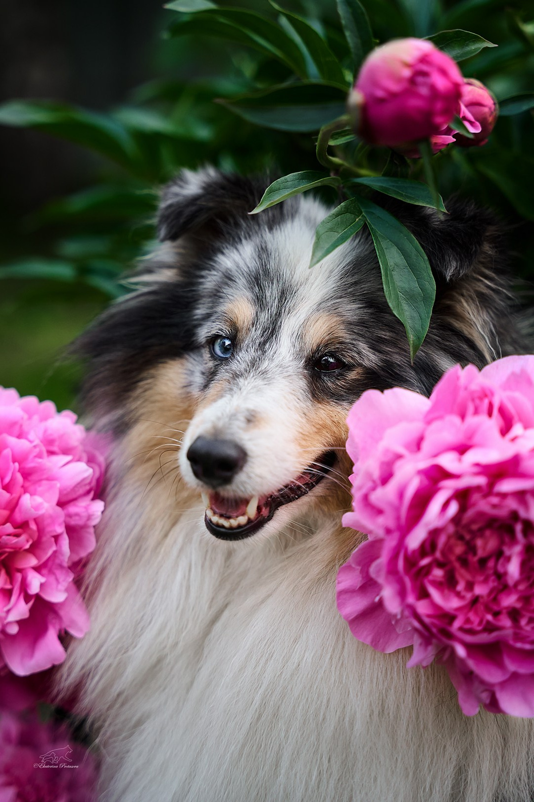 Обо мне. Фотограф-анималист в Иркутске