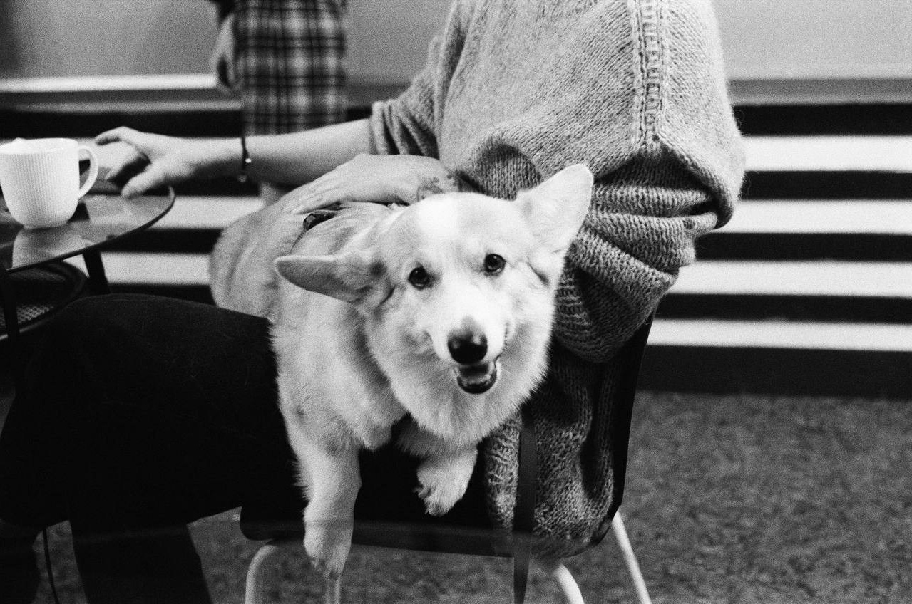 «Животные». Фотовыставки serebro.gallery, в которых автором можешь стать ты! | Москва