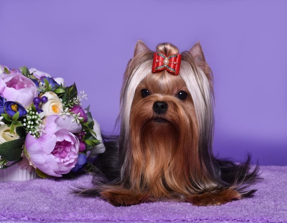 ДЭНСТАЙЛ НИКОЛЕТТА. Питомник Йоркширских терьеров Дэнстайл в Санкт-Петербурге заводчик Тих