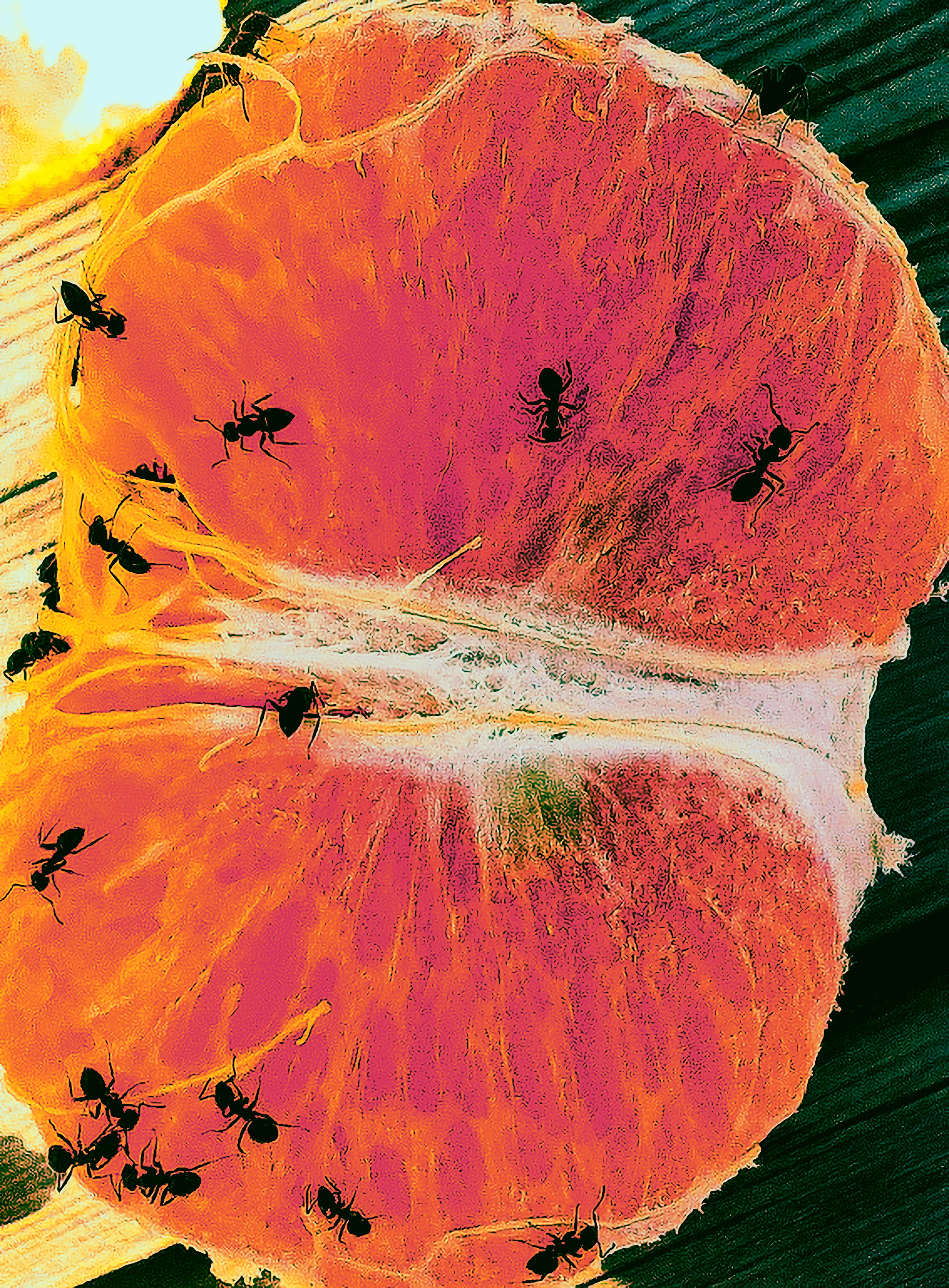 фото проект, фотограф, фотография, обложка для книги, обложка, цвет, цветная фотография, исследование цвета, современное искусство, искусство фотографии, художественная фотография, сюрреализм, art, artist, photo, photographer, photo project, art photography, cover, visual art, picture, color, surrealism