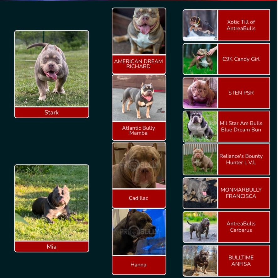 Родословная помет Мия и Тони. Питомник американских булли Bounty Pride Bully