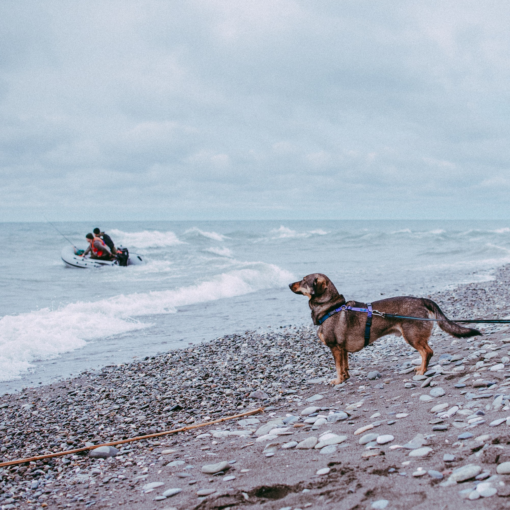 How it works. Photos of you and your pet