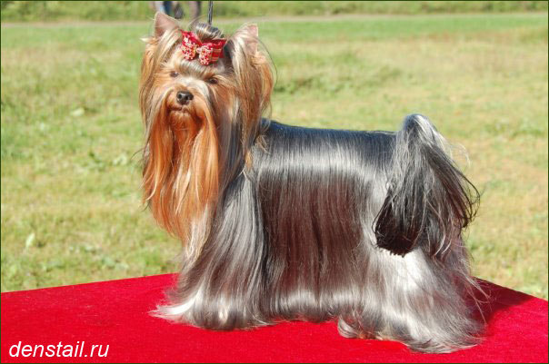 2009-2010 г Результаты выставок. Питомник Йоркширских терьеров Дэнстайл в Санкт-Петербурге заводчик Тих