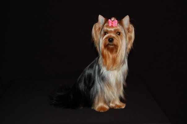 Happiness Stribrne Prani. Питомник Йоркширских терьеров Дэнстайл в Санкт-Петербурге заводчик Тих