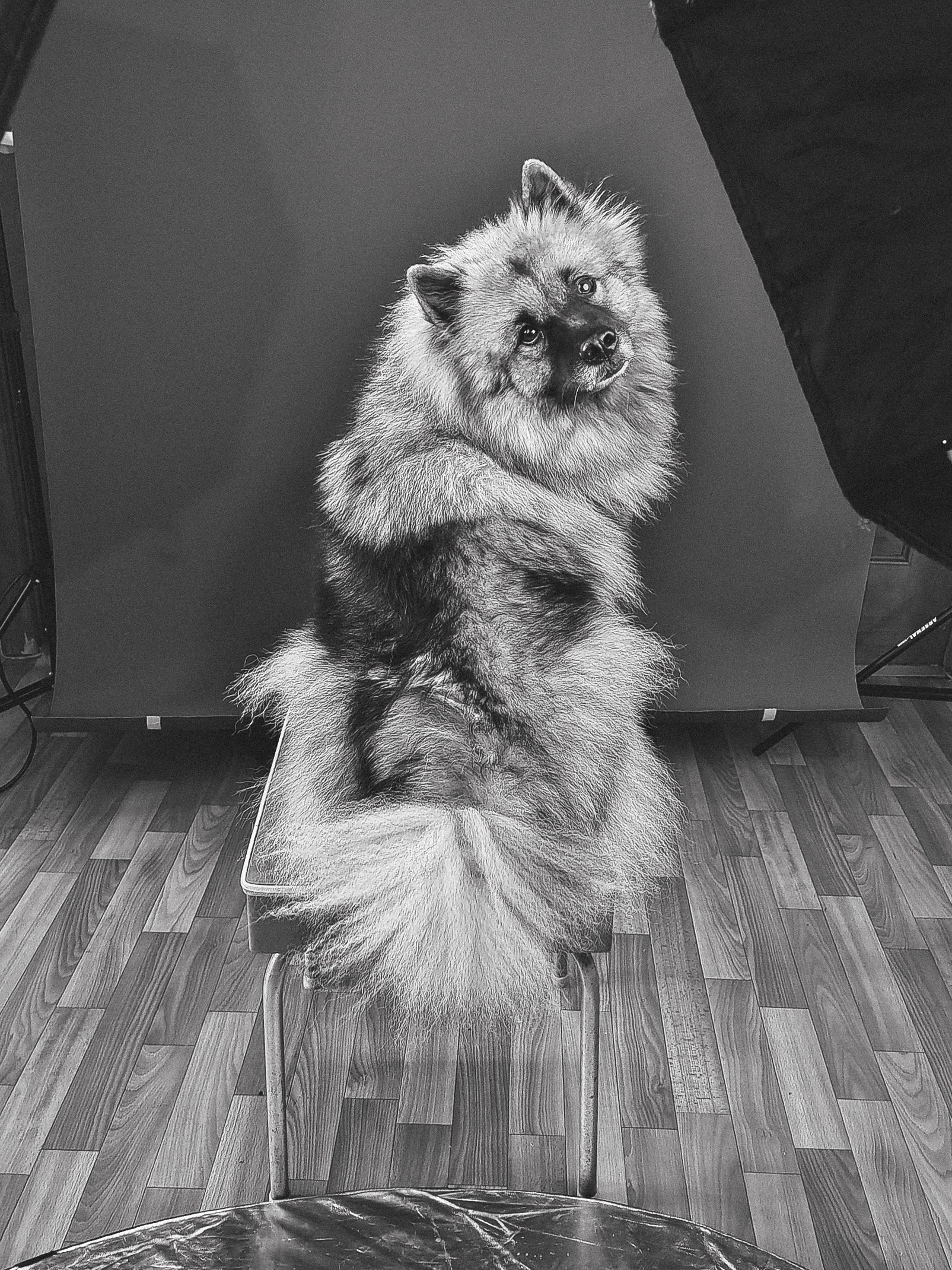 Фотосессия собаки в студии на фонах. Фотограф собак в Москве и Московской области Иванушкина Мария