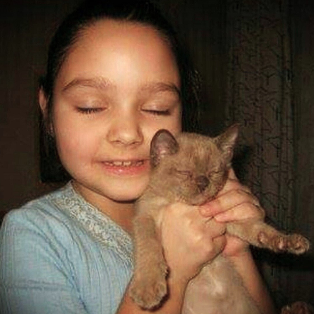 Рекомендации для владельцев. Las Burmas — питомник американской бурмы традиционных линий