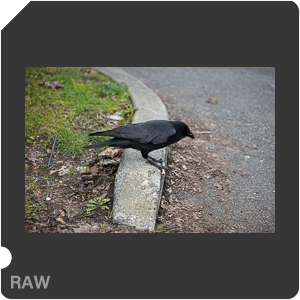 RAW sample