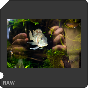 RAW sample