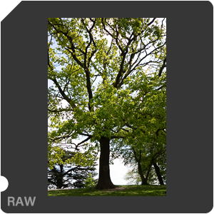 RAW sample